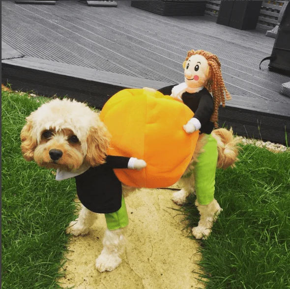 Fun Pumpkin Halloween Costume For Dogs