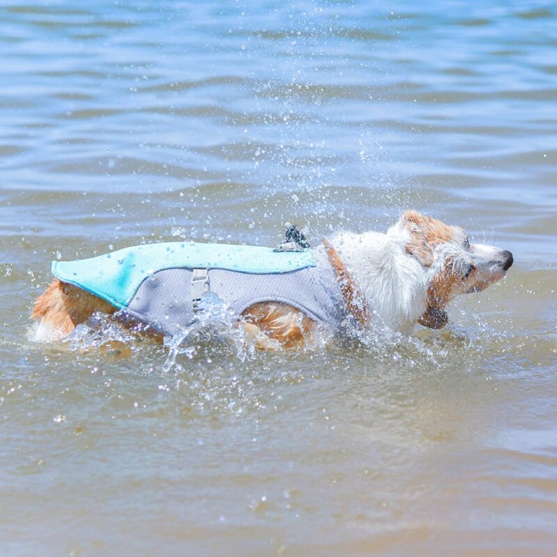 Dog Harness