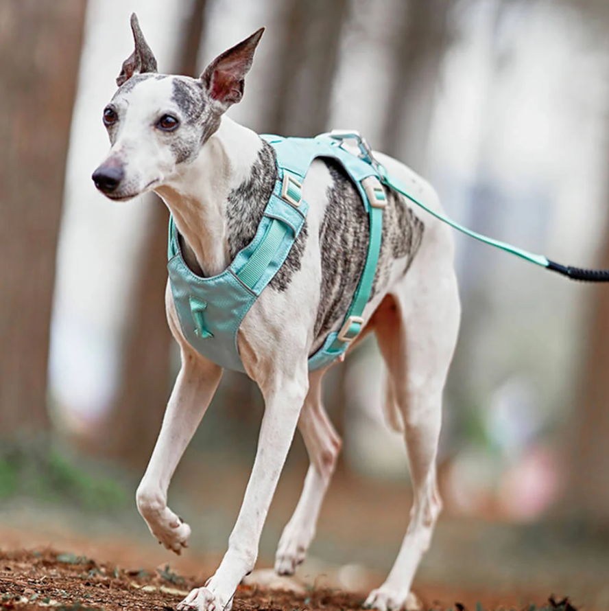 Anti-Pull Dog Harness with Adjustable Leash