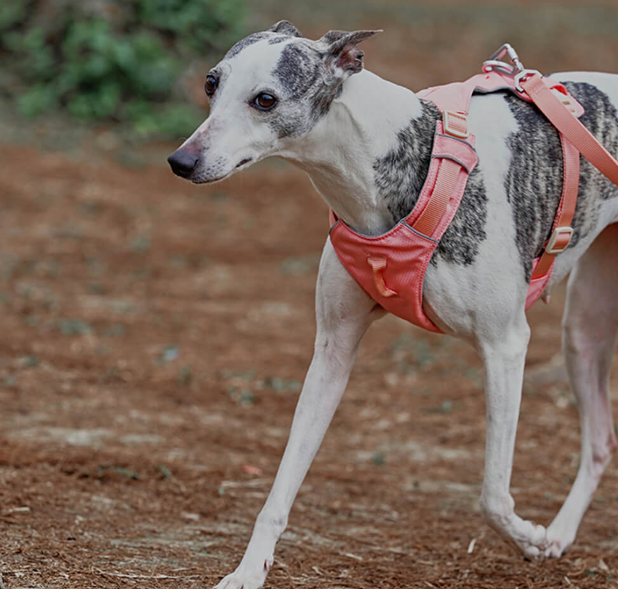 Anti-Pull Dog Harness with Adjustable Leash