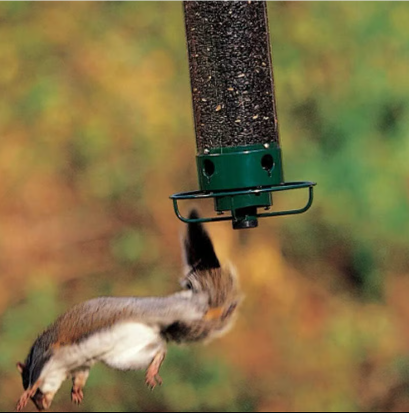 Squirrel - Proof Bird Feeder