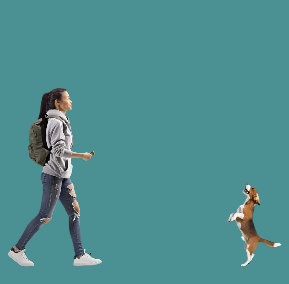 Dog Training Device With Light And Sound Function