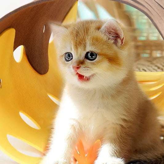 Cat Tunnel With Holes - Flexible Play Tunnel For Cats