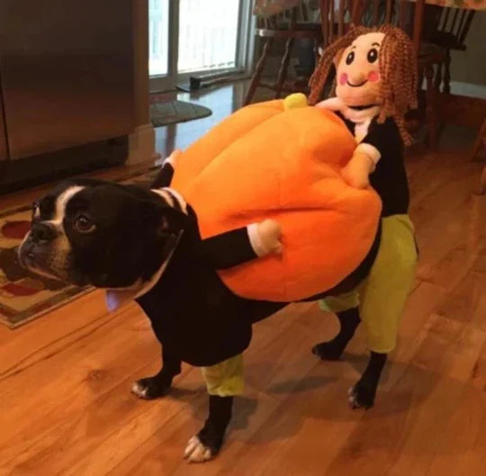 Fun Pumpkin Halloween Costume For Dogs