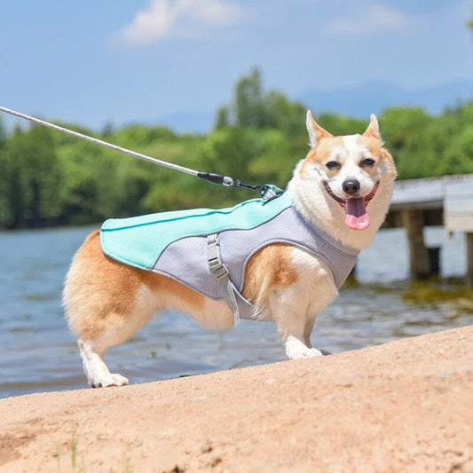 Dog Harness