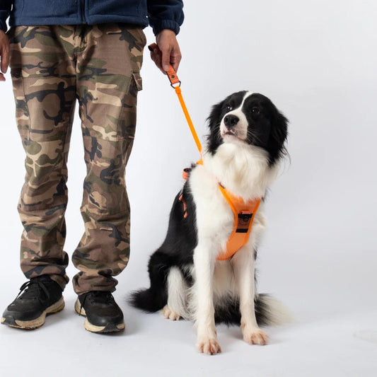 Cozy 2-in-1 Anti-Pull Dog Leash with Harness