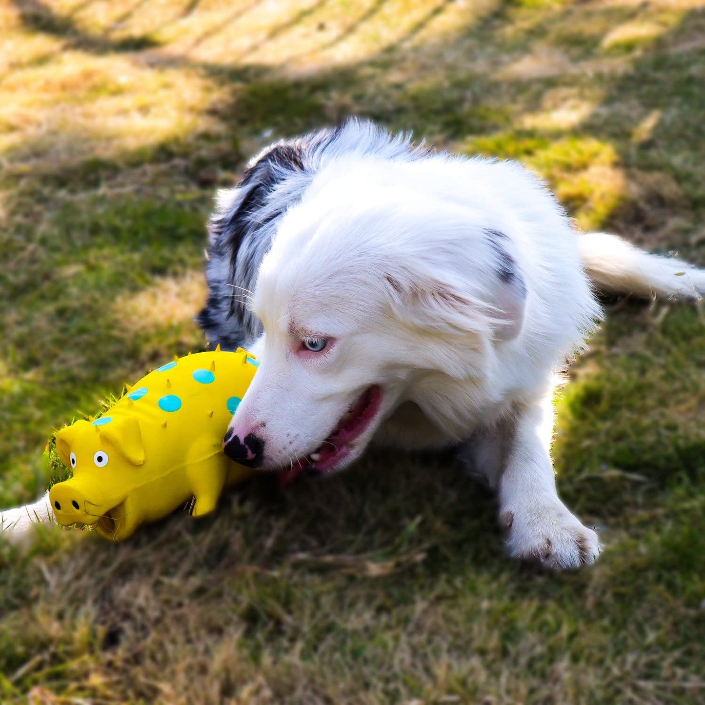 Squeaky Fun Piggy - Dog Toy