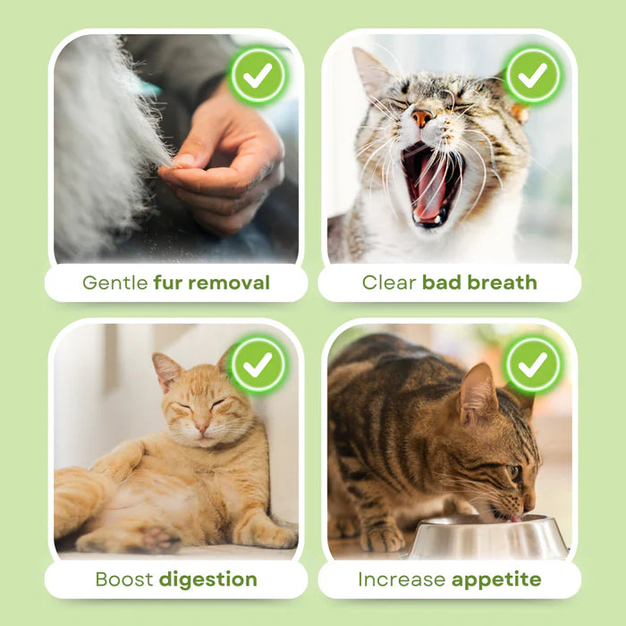 Cat grass sticks for better digestion and healthy teeth