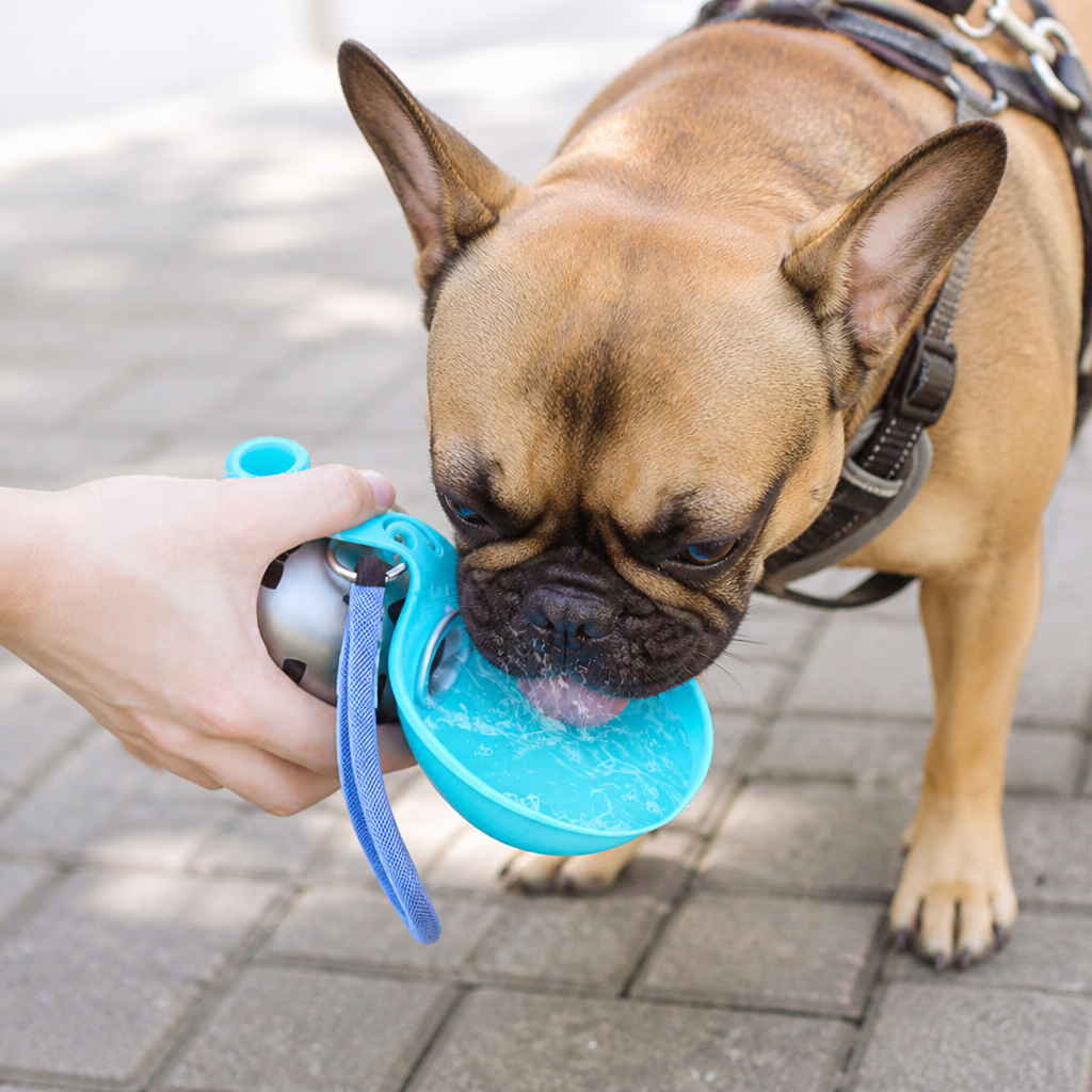 2-in-1 Travel Water Bottle for Dogs – Leak-Proof Stainless Steel Bottle with Silicone Bowl