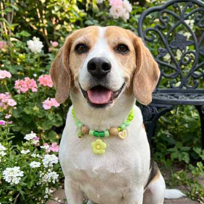 Cute collar with insect repellent for dogs