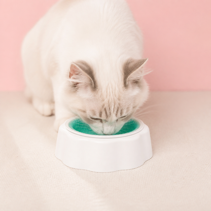 Cooling Pet Water Bowl for Dogs and Cats