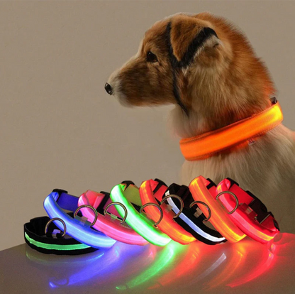 Dog Collar With Led Lights