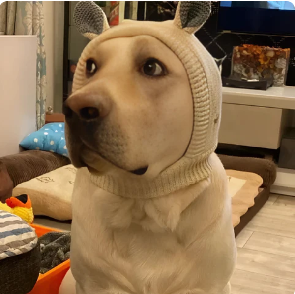 Warm Knitted Hat with Ears for Dogs