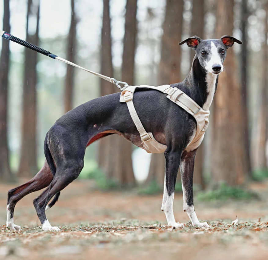 Anti-Pull Dog Harness with Adjustable Leash