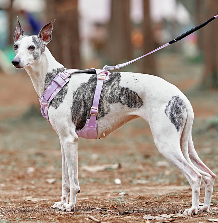 Anti-Pull Dog Harness with Adjustable Leash