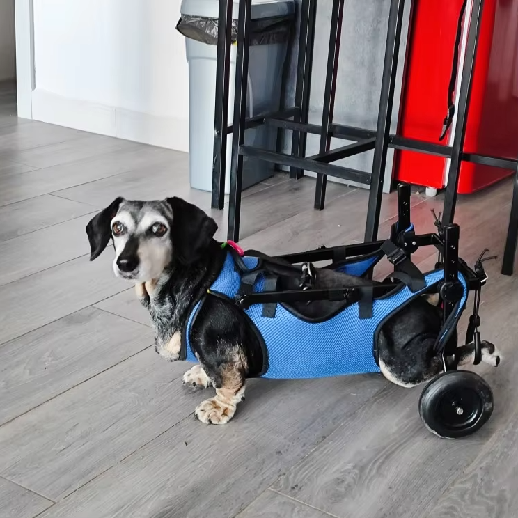 Dog Walking Aid For Cats And Dogs - Wheelchair For Mobility And Independence