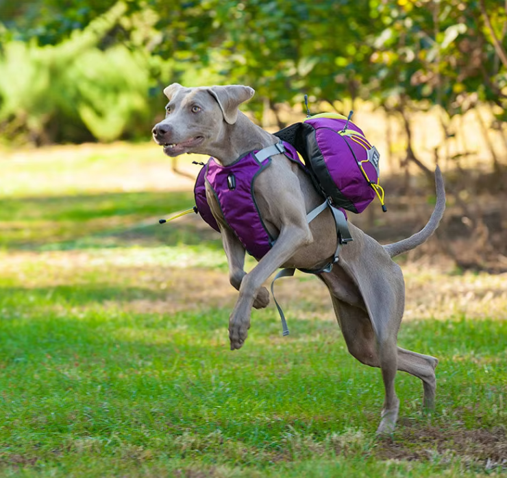Dog Hiking Rucksack With Waterproof Pockets - Portable Dog Carrier For Outdoor Activities