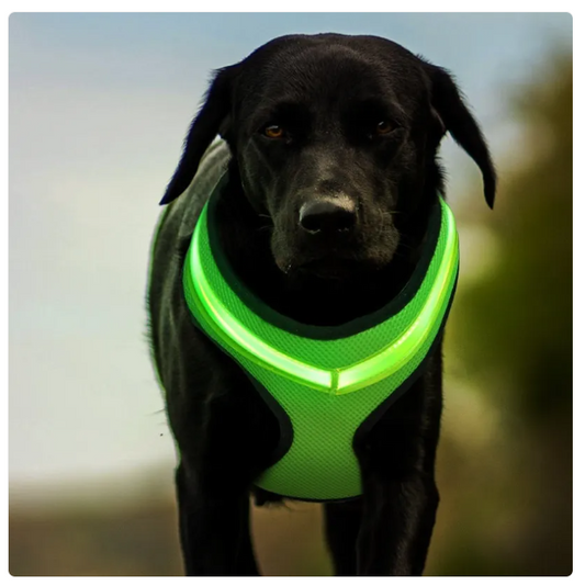 Comfortable Dog Harness With Reflective Stripes - Breathable And Adjustable