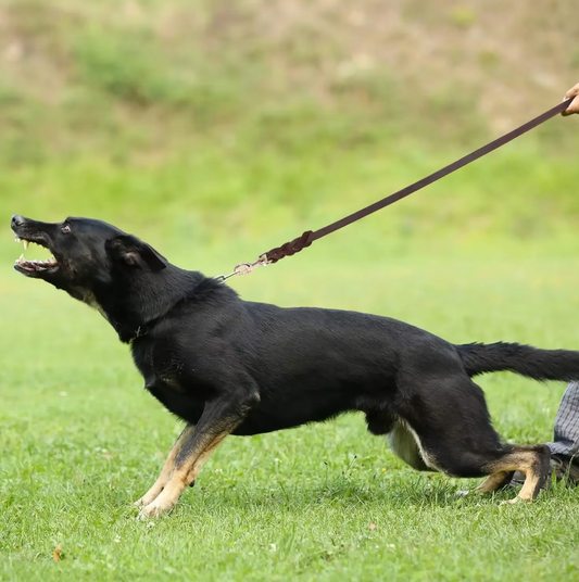 Leather Dog Lead With Golden Carabiner - Robust And Elegant Dog Accessory