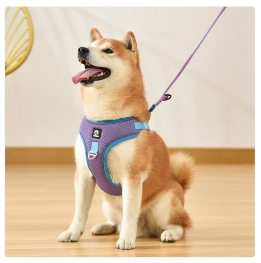 Breathable Dog Harness With Lead - Adjustable For Comfort