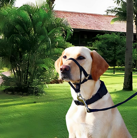 Adjustable Dog Harness With Lead - Comfortable Halter For Small And Medium-sized Dogs
