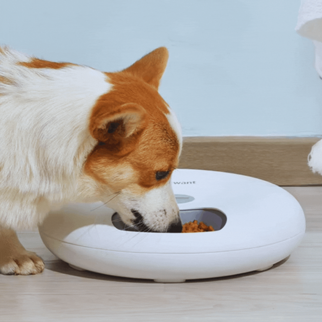Automatic Pet Food Bowl - Digital Food Dispenser In Different Colours