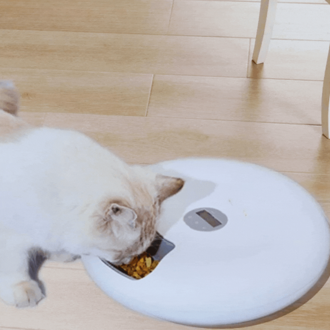 Automatic Pet Food Bowl - Digital Food Dispenser In Different Colours