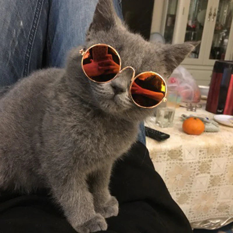 Fashionable Cat Glasses