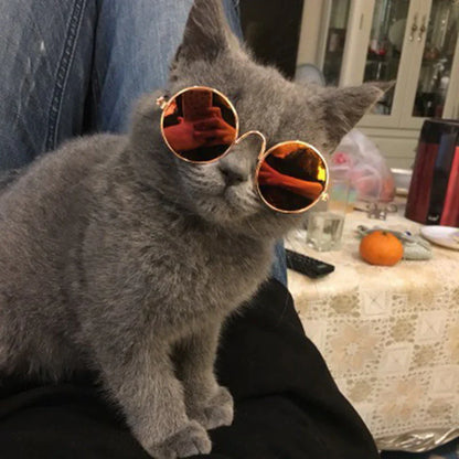 Fashionable Cat Glasses