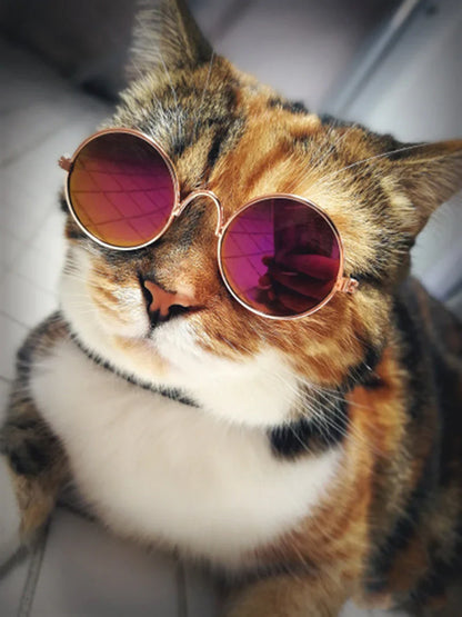 Fashionable Cat Glasses