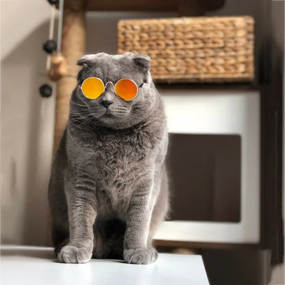 Fashionable Cat Glasses