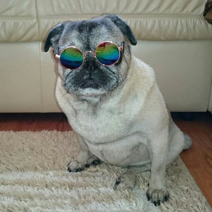 Fashionable Cat Glasses
