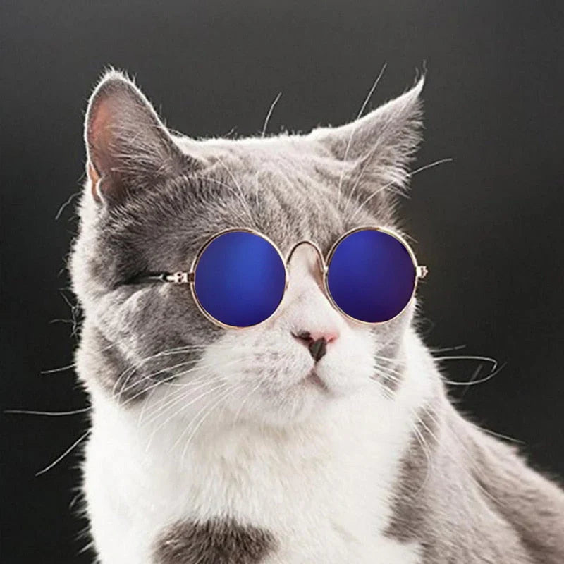 Fashionable Cat Glasses