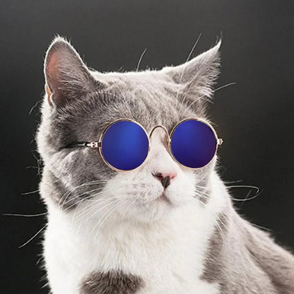 Fashionable Cat Glasses
